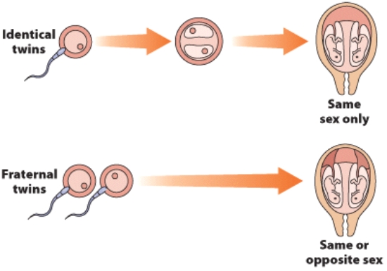 <strong>Which type of twins share the greatest genetic overlap? </strong> A) identical B) dizygotic C) fraternal D) zygotic