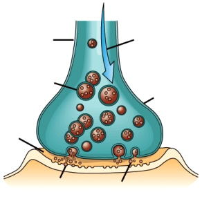 <strong>A synaptic gap is the _____. </strong> A) gap between the brain and the skull that contains cerebrospinal fluid B) tiny opening between the sending and receiving neuron C) vesicle that contains neurotransmitters D) place where neurotransmitters exchange ionic molecules