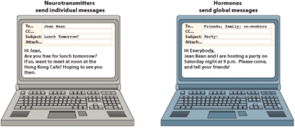 <strong>Your text presented an analogy showing that neurotransmission at the synapse is like _____, whereas hormonal communication is like _____. </strong> A) a drug; a vitamin B) an individual e-mail; a global e-mail C) Halloween; Christmas D) a classroom; television