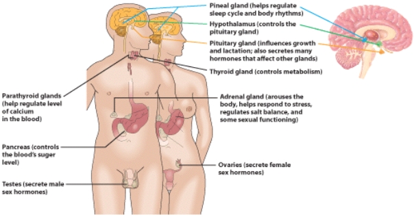 <strong>Which part of the endocrine system is involved in controlling sleep? </strong> A) the pineal gland B) the thyroid gland C) the pancreas D) the parathyroid gland