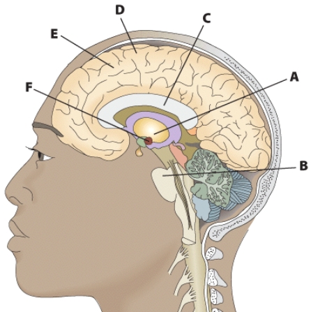 <strong>What part of the brain does F correspond to? </strong> A) corpus callosum B) cerebral cortex C) medulla D) limbic system