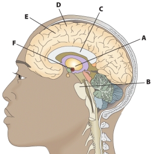 <strong>What part of the brain does B correspond to? </strong> A) corpus callosum B) cerebral cortex C) medulla D) pons