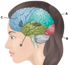 <strong>Which of the following regions is the correct location of the temporal lobes? </strong> A) A B) B C) C D) D