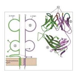 For each component of a T cell receptor listed in questions , match the lettered region (A-C) shown in the figure. -Variable Ig domain