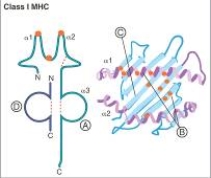 For each region of a class I MHC molecule listed in questions , match the lettered label (A-D) from the diagram shown below. -CD8-binding site