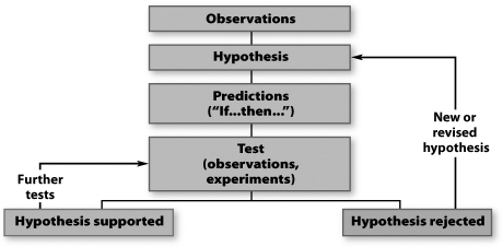 <strong>The figure below represents the steps in the scientific method.   Dr) JoAnn Burkholder believed the wrong strains of Pfiesteria were used by independent laboratories looking for fish-killing toxin. What step in the figure above would her contention represent?</strong> A)observation B)hypothesis C)prediction D)test <div style=padding-top: 35px> 