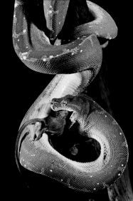 <strong>Examine the figure below.   What best explains the motivation of the snake?</strong> A)Mice will eat snake eggs if they are unprotected in the nest; the snake is protecting its eggs. B)Snakes are highly territorial and attack intruders; the mouse wandered into the snake's territory. C)The snake is a consumer; it is eating the mouse to obtain energy. D)Any one of the above is a reasonable hypothesis; but more information is needed before the question can be answered. <div style=padding-top: 35px> 