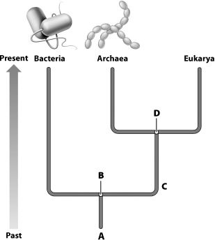 <strong>The diagram below is an evolutionary tree showing the relationship between the three domains. Which letter represents the most recent common ancestor of the Archaea and Eukarya?  </strong> A)A B)B C)C D)D <div style=padding-top: 35px> 