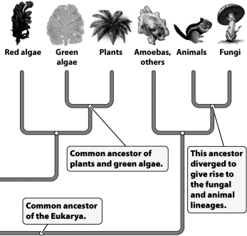 <strong>Based on the evolutionary tree shown below, which of the following are thought to be most closely related?  </strong> A)an oak tree and a squirrel B)a mushroom and a cactus C)a honeybee and a clover plant D)a clam and a mushroom <div style=padding-top: 35px> 