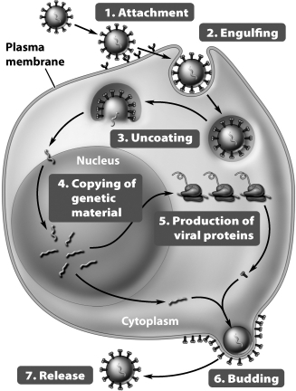 <strong>What aspect of the viral life cycle depicted in the illustration below explains the pathology associated with a viral infection?  </strong> A)Infected cells produce new virus particles rather than the proteins associated with normal cell activity and homeostasis. B)Newly replicated virus particles are released by budding, a process that depletes the cell membrane. C)The immune response to the presence of viral protein may be extremely intense. D)Retroviral insertion of DNA causes immediate cell death. <div style=padding-top: 35px> 