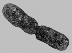 The figure below shows a bacterium dividing by binary fission; because the process is asexual you would expect the DNA in each daughter cell to be ____________________.  <div style=padding-top: 35px> 