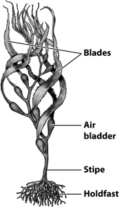 <strong>Note the location of the air bladders in the illustration below of the kelp; how might these structures represent an adaptive advantage? </strong> A)Kelp can live in deeper water, more distant from the surface, by storing carbon dioxide for future photosynthesis. B)The bladders act like root nodules in terrestrial plants, housing the various organisms that convert dissolved nitrogen into forms usable by the kelp. C)By acting as floats, the bladders aid in orienting the photosynthetic cells within the blade toward the surface and sunlight. D)Waste gases can be stored within the bladders rather than polluting the habitat of the kelp.