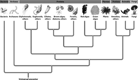<strong>The evolutionary tree below illustrates the hypothesized relationships among the six kingdoms and the three domains. Many biologists have suggested revising the kingdom Protista. One current problem with the protists, as shown in the figure, is that</strong> A)protists are single-celled organisms and should be in a separate domain. B)the cells of protists contain nuclei and organelles. C)some protists, like the red and green algae, are more closely related to plants than to the other protists they are currently grouped with. D)chlorophyll would need to evolve independently several times to account for the distribution of photosynthetic groups.