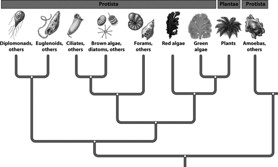 <strong>Examine the evolutionary tree pictured below. One prediction based on the arrangement of protists in the illustration is that the DNA of the</strong> A)green algae would share more in common with the plants than with the diplomonads. B)ciliates and euglenoids would be more similar to one another than any other protist. C)diplomonads would constitute a large percentage of the DNA of all other protists. D)All of the above predictions are reasonable.