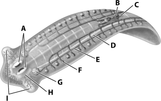 <strong>In the diagram below of the flatworm various organs are labeled; which combination of organs forms the flatworm's nervous system? </strong> A)ADHI B)BEFG C)BCDH D)ACHI