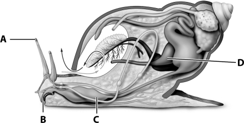 <strong>Gastropods make extensive use of the radula; which letter on the diagram below indicates its location? </strong> A)A B)B C)C D)D