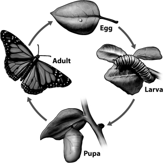 <strong>The life cycle for an insect whose developmental strategy is complete metamorphosis is shown below. What advantages are evident from the illustration? </strong> A)Predators adapted for larva would have poor success preying on adults. B)Adults have greater mobility and could more effectively disperse eggs once they begin reproducing. C)Eggs can be deposited where food resources are still abundant. D)all of the above