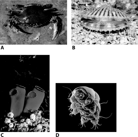 <strong>Of the four animals shown below, which is believed to be most closely related to humans? </strong> A)A B)B C)C D)D