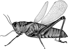 <strong>What features identify the animal shown in the diagram below as an insect? </strong> A)three body sections-a head, thorax, and abdomen B)three pairs of legs all originating from the thorax C)the presence of wings D)All of the above are unique insect features.