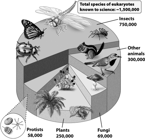 <strong>How do biologists interpret the pattern of species richness shown below? </strong> A)Insects are the easiest organisms to collect and have been the most thoroughly evaluated. B)The basic insect body plan is highly adaptive, allowing insects to occupy an extremely large number of niches and habitats. C)Insects are less susceptible to the factors causing losses of biodiversity; other organisms were once proportionately more abundant. D)Small organisms require less resources and are proportionately more diverse; as the smallest organisms, insects display the greatest species richness.