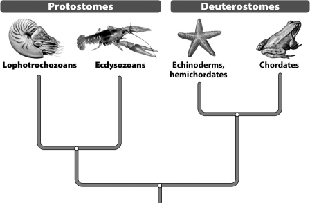 <strong>The figure below shows the vertebrates and arthropods as being distantly related, yet each has features, like limbs and jaws, seen in no other groups. How can such obvious similarities be disregarded in favor of embryological development as a basis for classification? </strong> A)The decision to overlook certain features reveals the arbitrary nature of classification and explains why there is so little agreement among taxonomists. B)Taxonomists have not disregarded limbs; they were likewise inherited from a common ancestor but secondarily lost by the mollusks, annelids, and echinoderms. C)Embryos are securely protected during development and experience little selection pressure; shared inherited features are best explained by a common ancestor. D)Examination of the embryos of all animals with body cavities reveals limbs, but they are unnecessary for some lifestyles and so they degenerate.