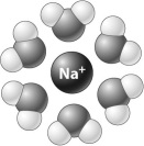 <strong>In the illustration below, a positive ion is surrounded by water molecules. The water molecules orient as shown because the slightly _____ in the water molecules are attracted to the positive charge of the ion.</strong> A)negative hydrogen atoms B)positive hydrogen atoms C)negative oxygen atoms D)positive oxygen atoms