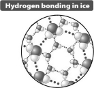 <strong>Based only on the illustration below it could be predicted that ice floats on liquid water because </strong> A)the crystal structure of ice is more regular than that seen in liquid water. B)the distance between water molecules in ice is greater than in liquid water. C)the cool temperature of ice reduces the extent of molecular motion relative to liquid water. D)when ice forms the hydrogen bond in the water molecule becomes nonpolar; ice behaves like oil.