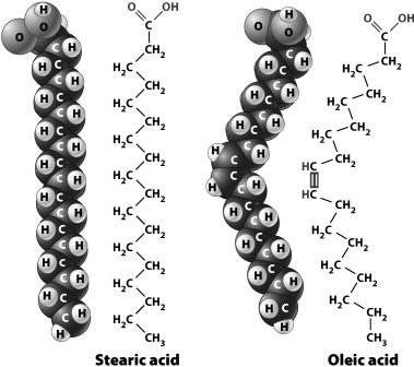 <strong>The figure below shows the structural and space-filling models for stearic acid and oleic acid. Although the two fatty acids have the same number of carbon atoms, they have different three-dimensional configurations; oleic acid has a slight bend near the middle. As a result,</strong> A)a pure sample of oleic acid would be more liquid than a pure sample of stearic acid. B)stearic acid would be classified as an unsaturated fatty acid. C)you would be more likely to find stearic acid in the form of an oil than in the form of a fat. D)oleic acid would be classified a saturated fatty acid.
