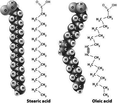 The figure below shows the chemical structure and space-filling models for stearic acid and oleic acid. The reason oleic acid is slightly bent (as compared to stearic acid)is that it contains a ____________________ between two of its carbon atoms.