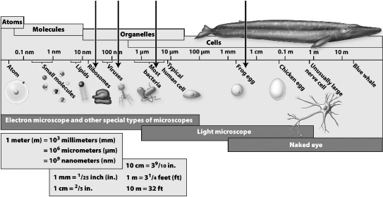 <strong>The sizes of several biological structures are indicated in the figure below. Which of the following is the smallest structure you could see with a light microscope?</strong> A)viruses B)frog egg C)most bacteria D)ribosomes
