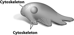 <strong>The cell in the figure below is moving by producing pseudopodia. This type of movement is a result of the reorganization of a certain component of the cytoskeleton (labeled). The various labeled lines in the figure above show</strong> A)microtubules elongating at the leading edge of movement. B)microfilaments disassembling at the trailing edge of movement. C)different types of intermediate filaments located in different parts of the cell. D)motor proteins attached to microtubules pushing the plasma membrane forward.