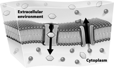 <strong>The figure below shows the movement of solutes across a plasma membrane in the direction indicated by the arrows.   This movement across the membrane</strong> A)requires a direct input of cellular energy. B)occurs independently of carrier proteins. C)occurs by diffusion. D)is an example of osmosis. <div style=padding-top: 35px> 