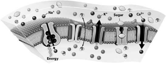 <strong>The figure below illustrates a plasma membrane.   Which solute in the figure is crossing the membrane using simple diffusion?</strong> A)Ca2+ B)Na+ C)K+ D)H2O <div style=padding-top: 35px> 