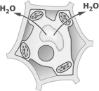 <strong>The arrows in the figure below show the movement of water across the cell wall and plasma membrane of a plant cell.   For water to move in the direction indicated, the solution surrounding the cell must be</strong> A)hypertonic. B)hypotonic. C)isotonic. D)selectively permeable. <div style=padding-top: 35px> 