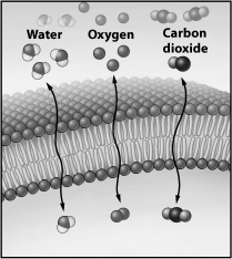 <strong>What best explains the double-headed arrows associated with water, carbon dioxide, and molecular oxygen shown in the illustration below?  </strong> A)Each molecule is unable to cross the membrane, but can be found in relatively large numbers on both sides. B)The membrane is permeable to these small molecules and they enter or leave rapidly as their concentration gradients change. C)An isotonic condition exists for each molecule, so no net movement takes place. D)Homeostasis requires that surplus molecules entering the cell be rejected and returned to the outside. <div style=padding-top: 35px> 
