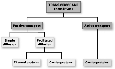 <strong>In the flowchart below summarizing membrane transport, both active and facilitated transports terminate at separate carrier proteins; explain why the lines do not converge at the same carrier protein.  </strong> A)The two processes move items across the membrane in opposite directions; the carriers are positioned on opposite sides of the membrane. B)During facilitated transport hydrophobic molecules cross the membrane; hydrophilic molecules require active transport to cross the membrane. C)Energy is required to drive an active transport carrier protein, whereas a facilitated carrier operates down the concentration gradient and requires no energy input. D)Active transporters move only ions with net charge, whereas facilitated transporters move only polar or neutral molecules. <div style=padding-top: 35px> 