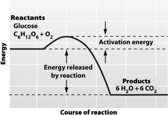<strong>It is possible to predict the amount of energy released during a chemical reaction (as shown in the illustration below)because the _____ law of thermodynamics states that _____. </strong> A)first; energy and matter are equivalent B)second; any use of energy affects the entire universe C)first; the total amount of energy in a defined system remains constant D)second; energetic systems become less organized over time