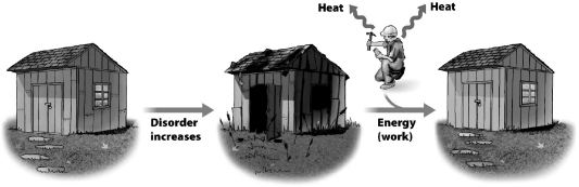 <strong>Why is heat shown flowing from the worker in the illustration below? </strong> A)The worker was exposed to the sun while working outside and simply got hot. B)The conversion of metabolic energy into muscle contraction is not 100 percent efficient and some of the energy is lost as heat. C)Using a hammer, paintbrush, or any other tool generates friction and heat in the arm that must be lost to maintain homeostasis. D)Energy and matter are equivalent; the conversion of the worker's body mass to kinetic energy requires a reduction of body mass and is indicated by the outflow arrows.