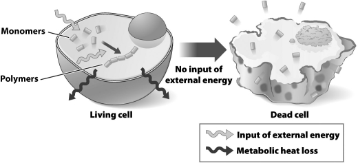 Consider the change in the status of the polymer in the living cell and the dead cell. What real-life process does the illustration below represent?
