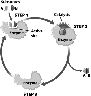 The image below diagrams the action of an enzyme. Notice that the enzyme is depicted as being more tightly wrapped around the substrates in step 2 than it is in step 1. Why is this?