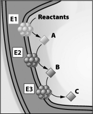 <strong>In the figure below, E1, E2, and E3 represent three enzymes in the membrane of a mitochondrion. Which of the following is true?</strong> A)B is the product of the activity of E2 and the substrate of E3. B)If E2 does not function properly, A will not be produced. C)E2 is the product of E1 and the substrate of E3. D)C is the substrate of E1.