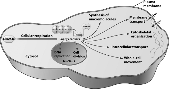 <strong>Several energy carriers can be found in eukaryotic cells; the most versatile, as indicated in the illustration below, is </strong> A)ATP. B)NADPH. C)NADH. D)FADH2.