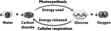 <strong>The illustration below indicates that photosynthesis and cellular respiration are both complementary and balanced; the existence of fossil fuels like coal and petroleum suggest in the past, </strong> A)the amount of photosynthesis occurring exceeded the amount of cellular respiration. B)sugars were only one of several products of photosynthesis. C)reduced carbon-rich molecules could be produced independently from the photosynthetic process. D)the energy release from respiration must have exceeded energy use in photosynthesis.