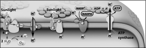 <strong>Examine the illustration below; which statement best summarizes the contribution of Photosystem I (PSI)during photosynthesis? </strong> A)PSI provides the initial energy boost to the electrons on their way to Photosystem II (PSII). B)PSI generates the excited electrons that initially accumulate within the thylakoid space and eventually drive ATP synthesis. C)PSI generates the high-energy electrons that are transported by NADPH to the Calvin cycle and will eventually reduce the carbon in CO2. D)By cycling between reduced and oxidized states, PSI regulates the transmembrane passage of protons between the stroma and the thylakoid space.