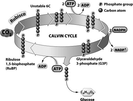 <strong>The diagram below shows the Calvin cycle, which is a series of enzymatic reactions that manufacture sugars. How many times must this cycle turn to make one molecule of glucose (six carbons)?</strong> A)1 B)3 C)6 D)12
