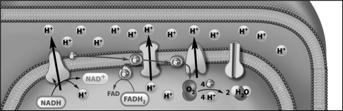 <strong>The figure below is a diagram of the inner mitochondrial membrane. How did the protons (H⁺)in this diagram become concentrated on one side of the membrane?</strong> A)The H+ were pumped across the membrane by the electron transport chain. B)The H+ were released when ATP phosphorylated a membrane protein. C)ATP was used to pump the H+ across the membrane. D)Oxygen must release two H+ in the intermembrane space before it can move into the matrix.