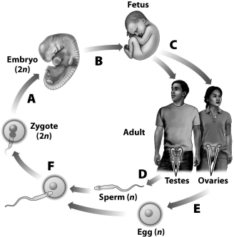 <strong>The illustration below shows a summary of the events in the life cycle of a human. Which of the lettered transitions or events require mitosis? </strong> A)all but F B)A, B, and C C)D and E D)F only