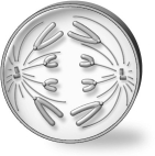 <strong>The cell depicted below has a diploid number of 4 (2n = 4). Assuming cell division started with a diploid cell, in what stage of what type of cell division is the cell?</strong> A)anaphase of mitosis B)anaphase I of meiosis C)anaphase II of meiosis D)Both a and c are possible.