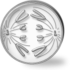<strong>The cell depicted below has a diploid number of 8 (2n = 8). Assuming cell division started with a diploid cell, in what stage of what type of cell division is the cell?</strong> A)anaphase of mitosis B)anaphase I of meiosis C)anaphase II of meiosis D)Both a and c are possible.