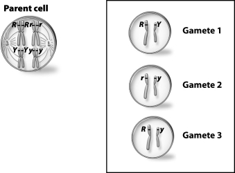 <strong>The parent cell shown below-left undergoes meiosis. In the box are three different gametes, numbered 1 through 3. Which of these gametes could have come from this parent cell?</strong> A)gamete 1 B)gamete 2 C)gamete 3 D)All of these gametes could have come from this parent cell.